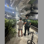 Desmantellen una plantació de marihuana a Albaida