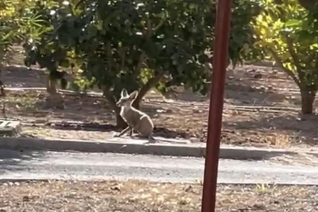 Vecinos del Camí dels Tarongers alertan sobre otro zorro desnutrido