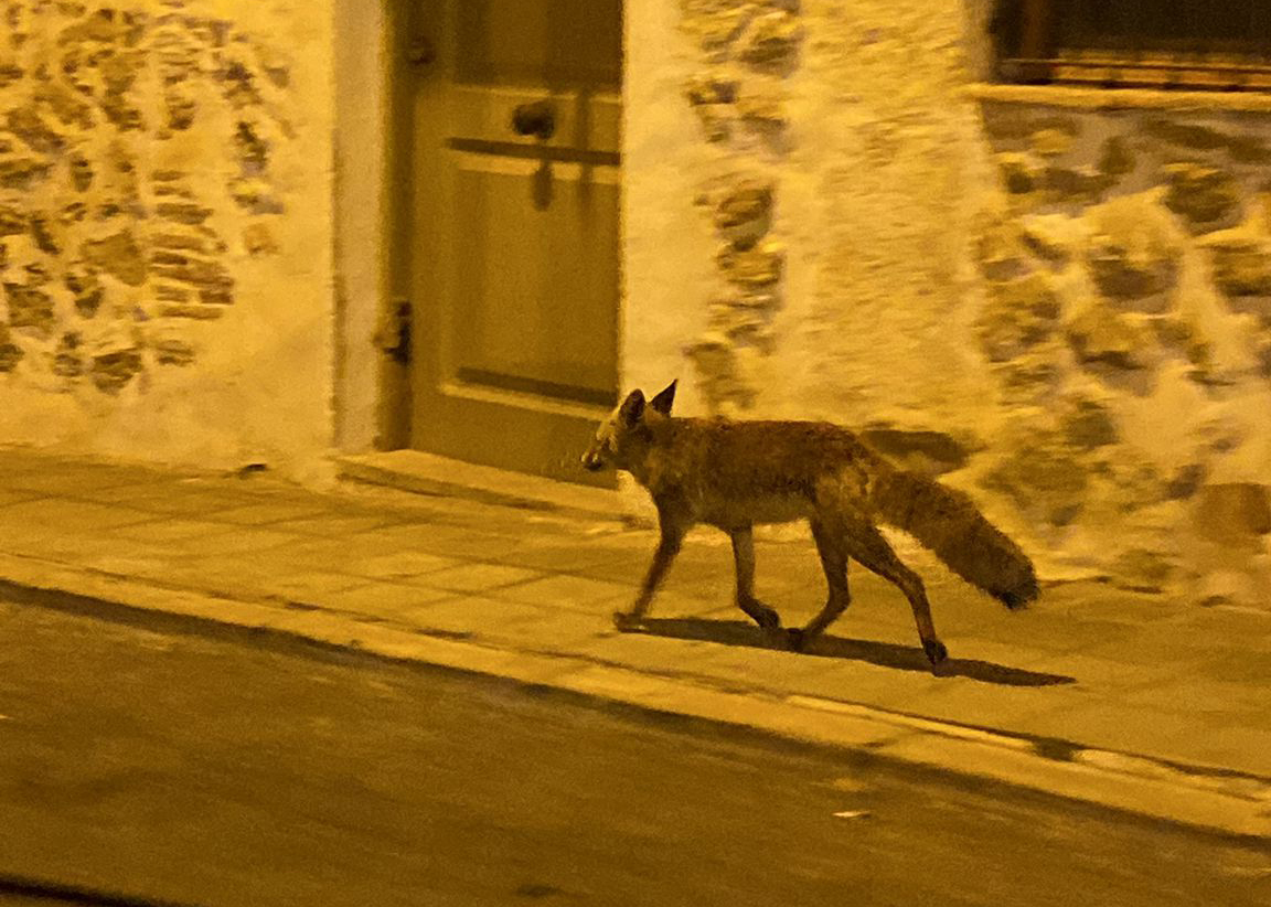 El zorro, la madrugada del sábado. Foto: J.M