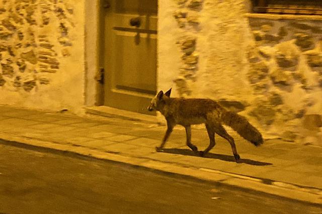 Un zorro se cuela en una casa de Bocairent