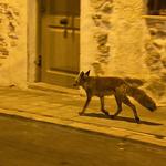 Un zorro se cuela en una casa de Bocairent