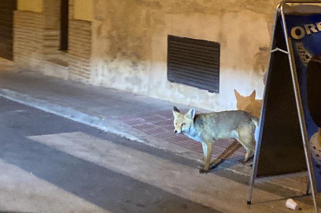 Una rabosa per ple centre de Bocairent