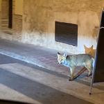 Un zorro merodea por Bocairent