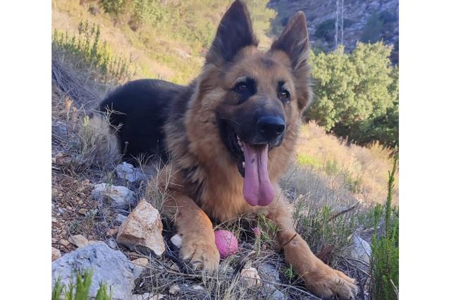 Muere un perro en Ontinyent envenenado 