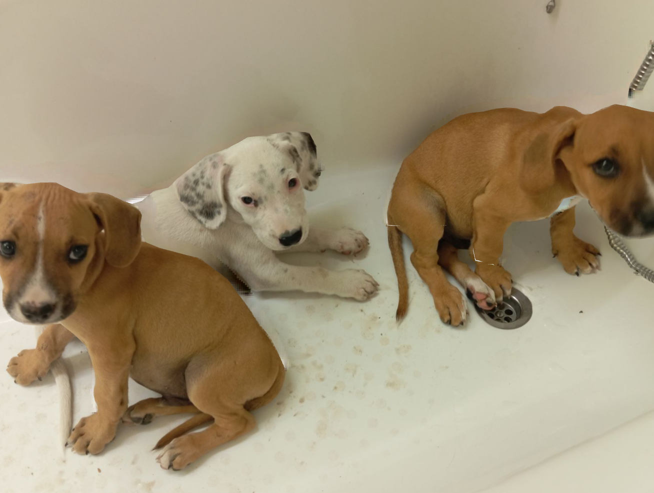 Cachorros abandonados en Ontinyent