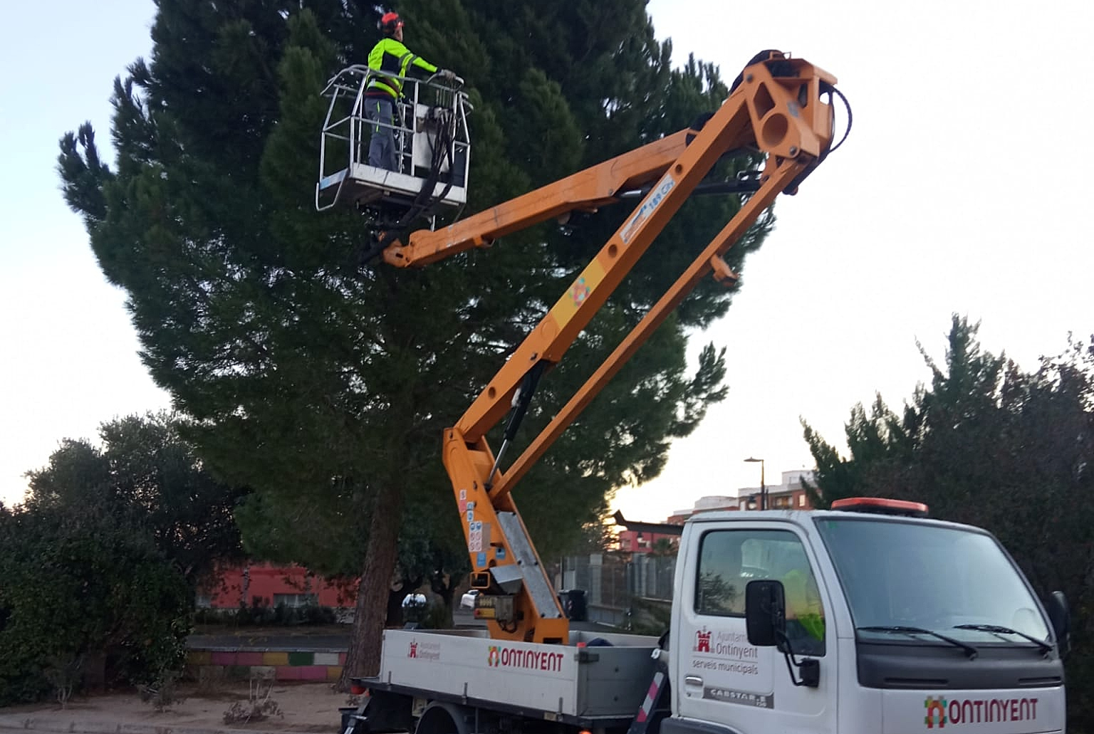 Retirada de la processionària a Ontinyent