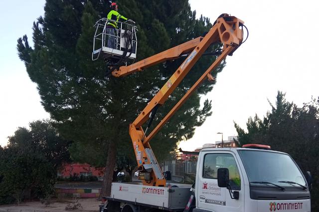 Ontinyent revisa 500 pins del nucli urbà per retirar la processionària