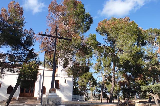 La enfermedad que ha atacado a los pinos de Santa Ana, en Ontinyent 