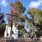 La enfermedad que ha atacado a los pinos de Santa Ana, en Ontinyent 