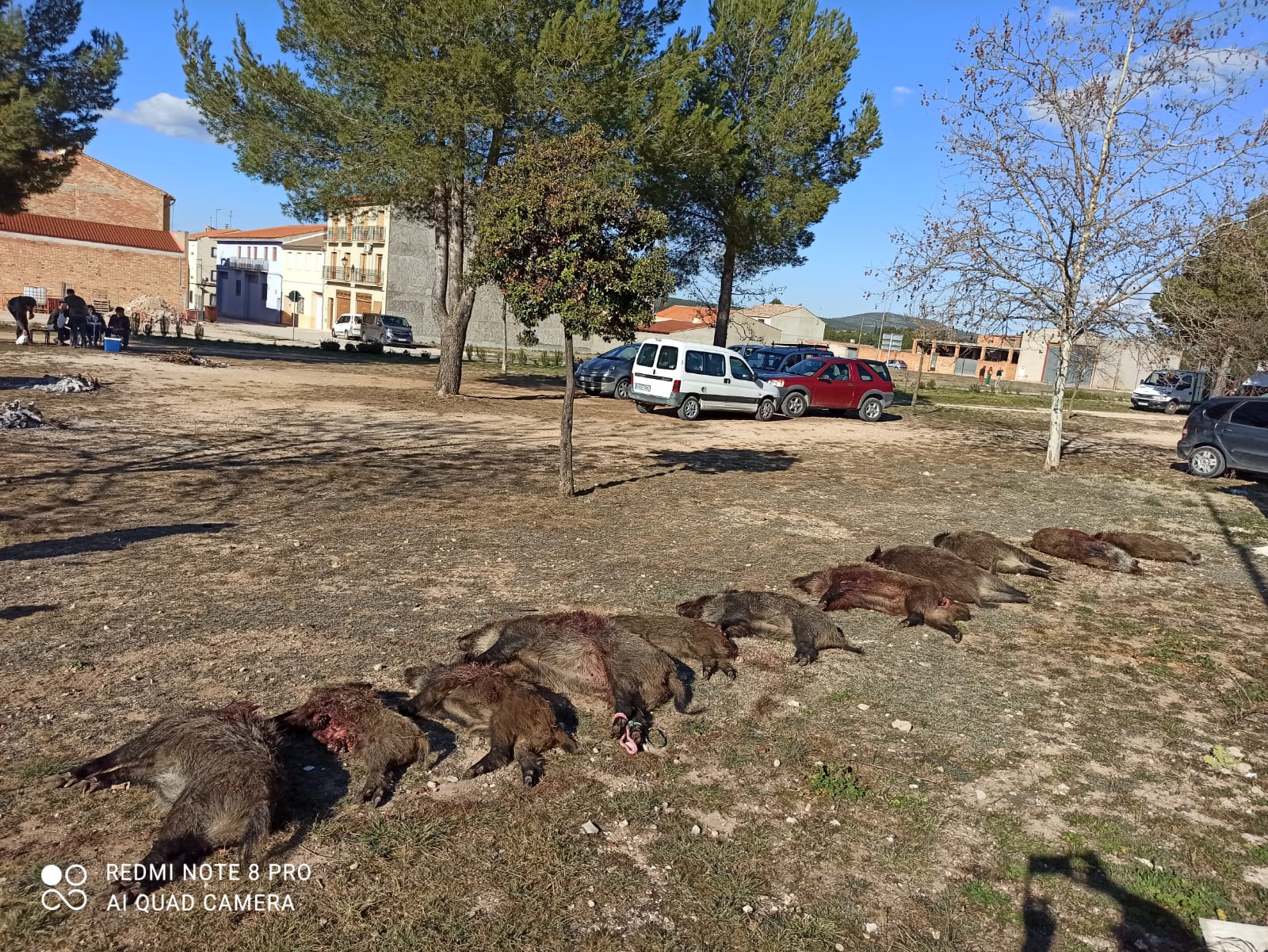 Senglars caçats a Fontanars