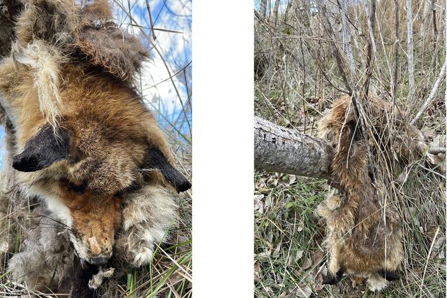 Encuentran a un zorro muerto y con una pata seccionada