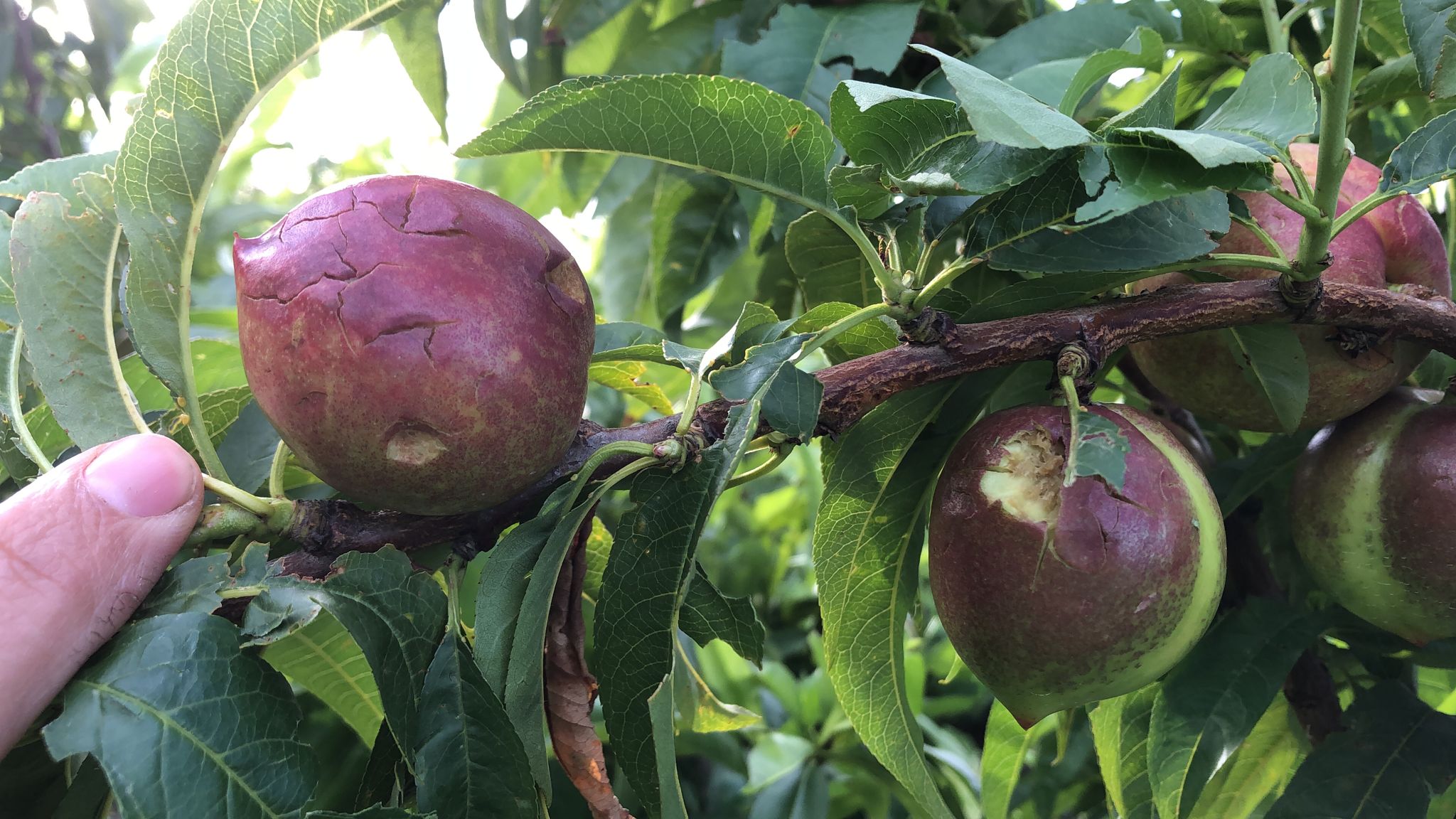 Fruta afectada por el pedrisco