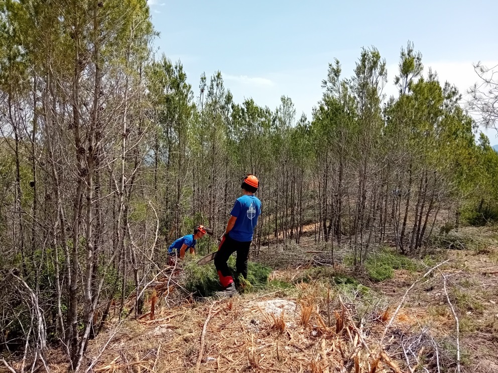 Treballs d'aclarat i poda a Sant Esteve