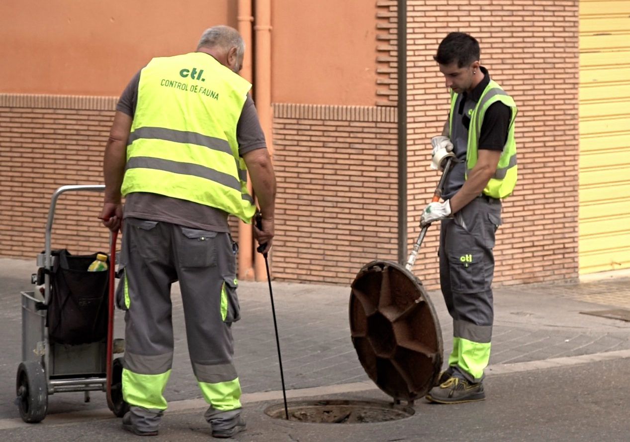 Control de plagues a Ontinyent