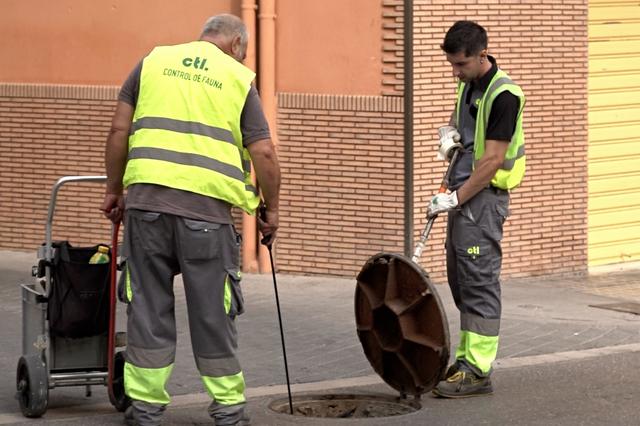 Ontinyent intensifica el control de plagas urbanas con tratamientos ecológicos y respuesta rápida
