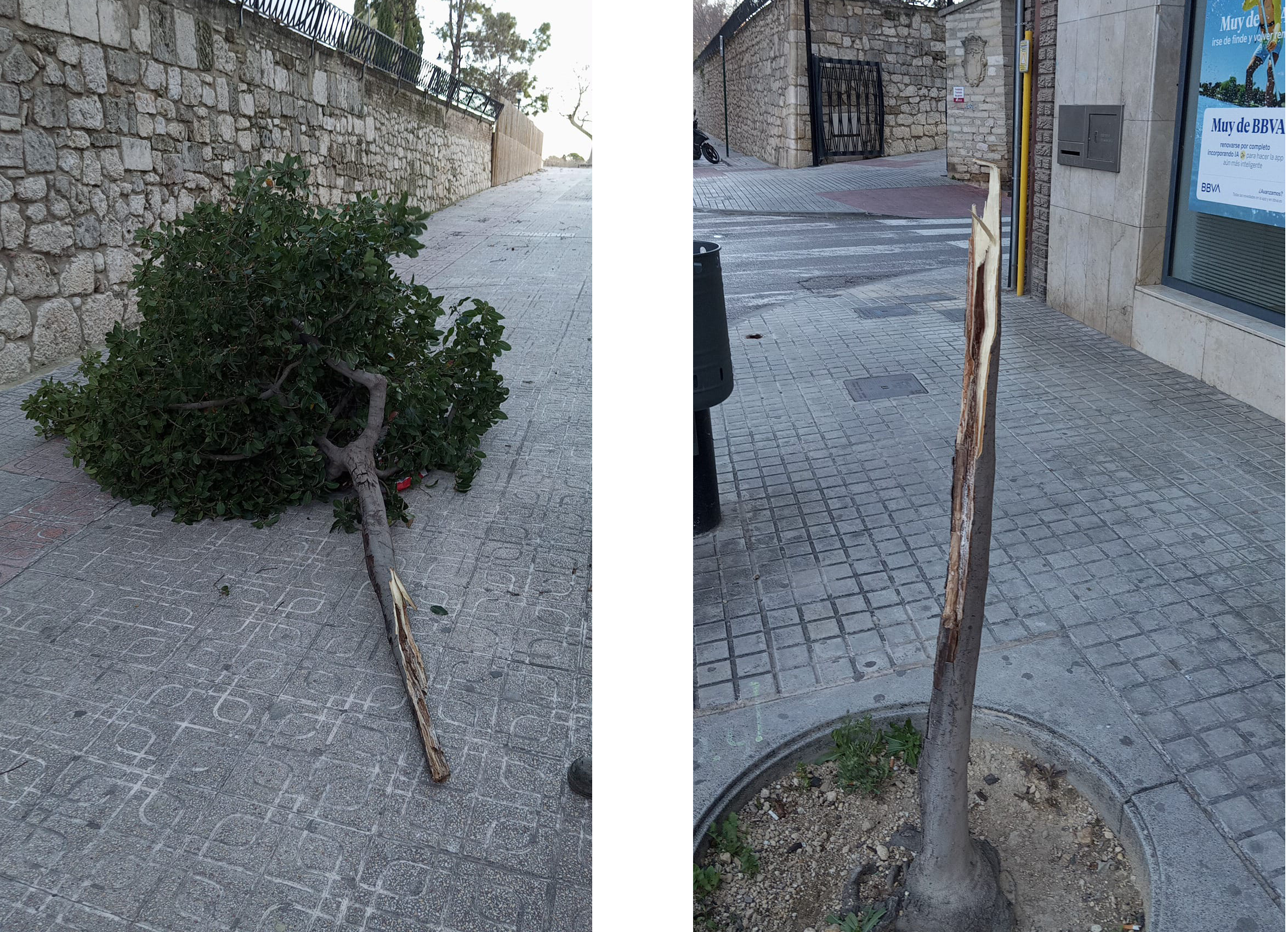 Árbol caído en Ontinyent el sábado