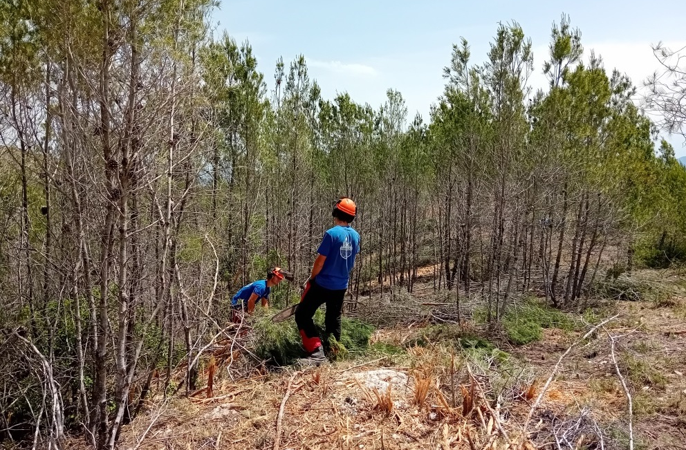 Treballs forestals a Ontinyent
