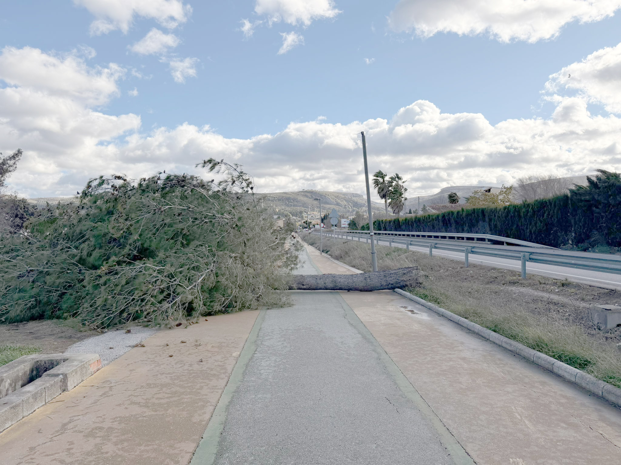 Pi que el fort vent ha tirat a Ontinyent