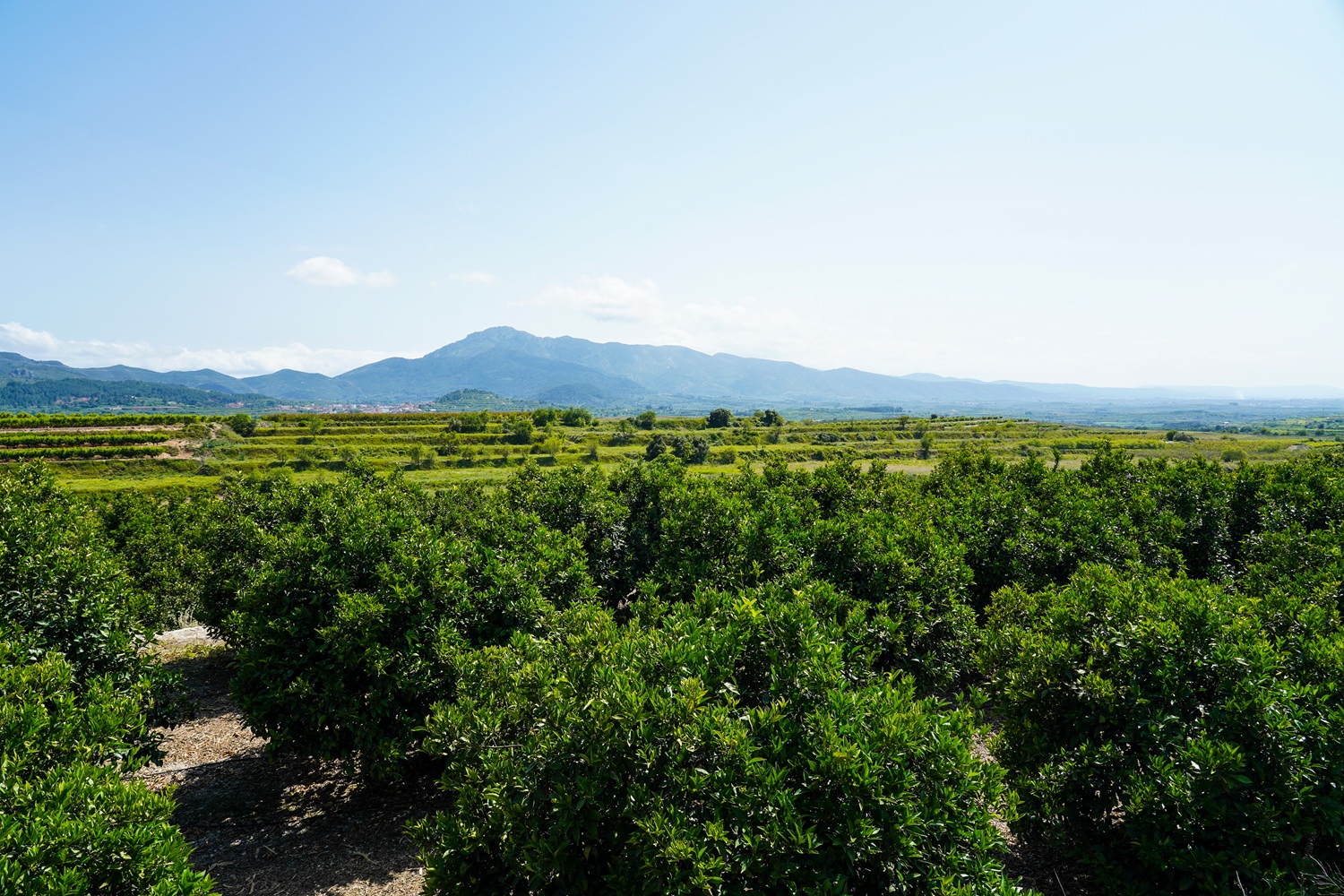 Cultivos de Camp de Llutxent-Otos