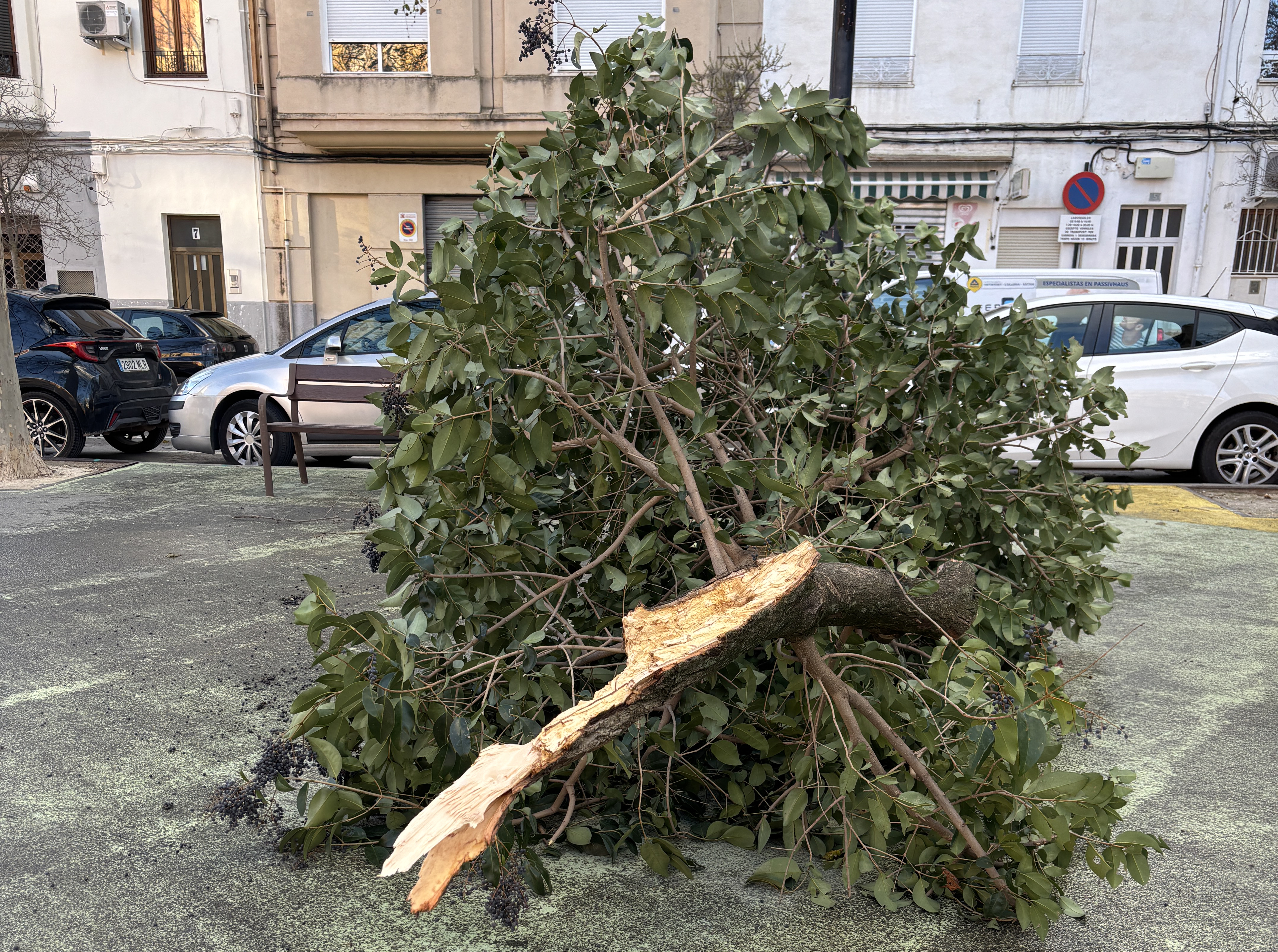 Arbre arrancat en la plaça de la Coronació
