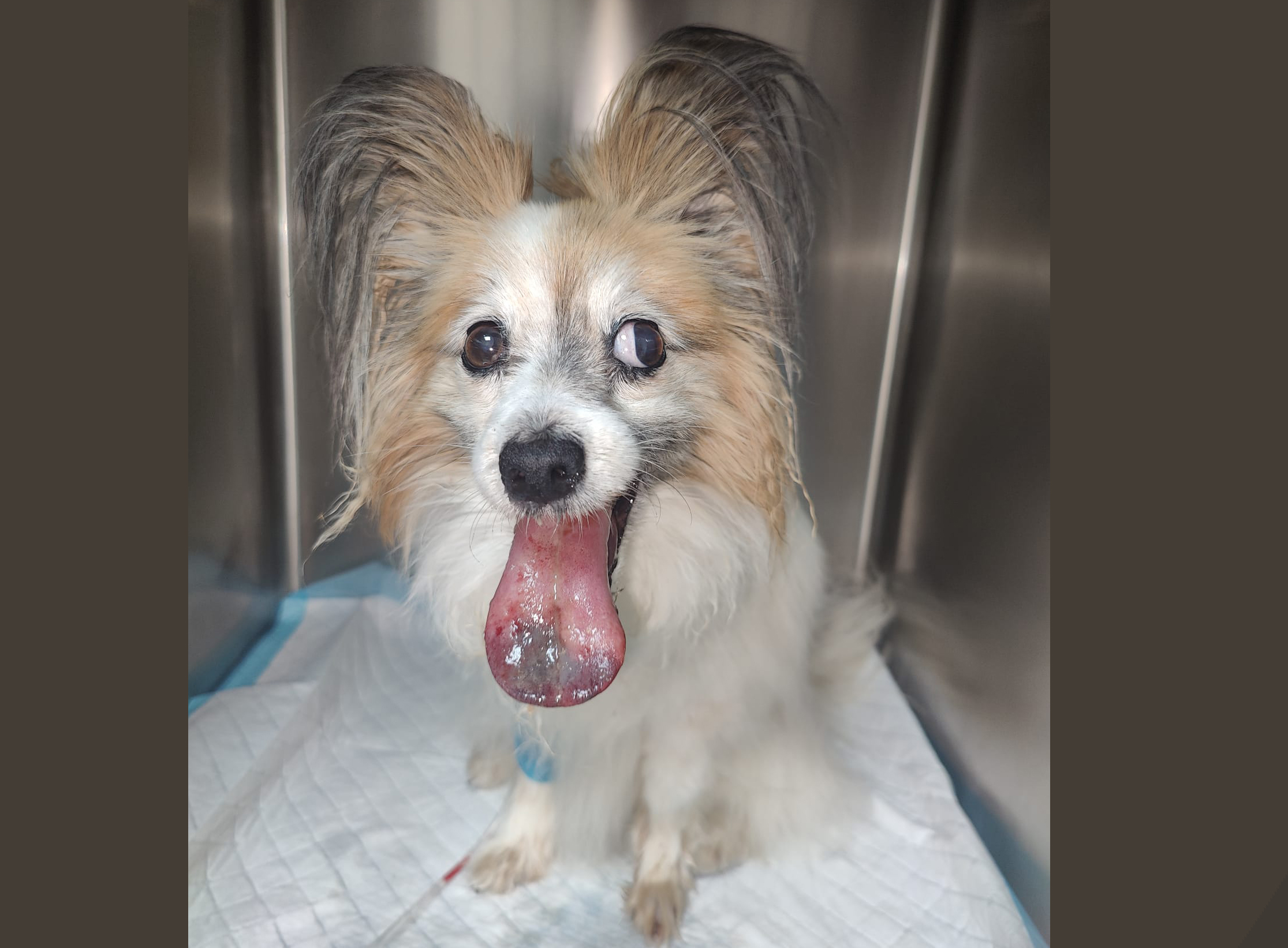 Perro afectado por la procesionaria en Ontinyent