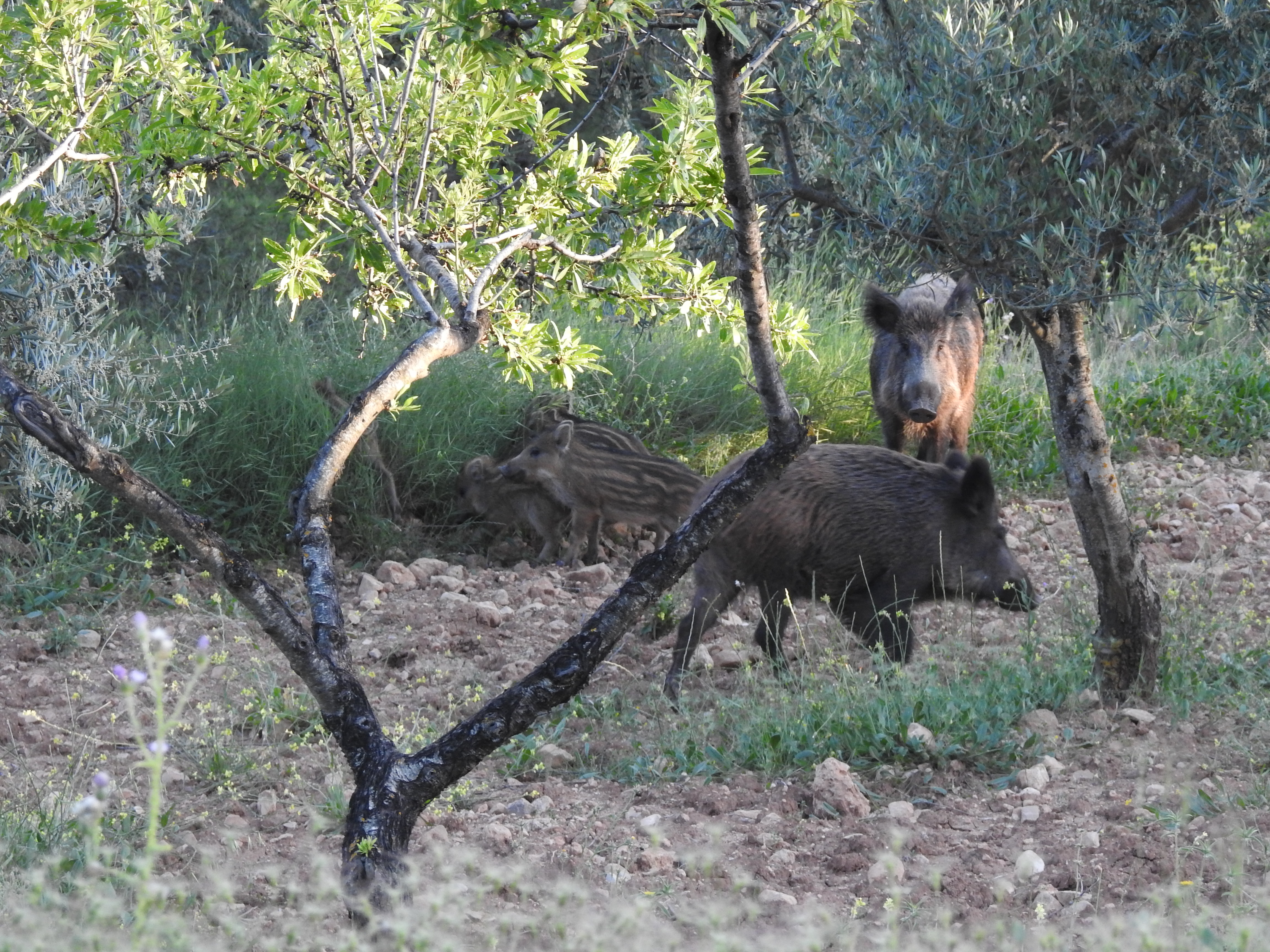 Foto: Conselleria Medi Ambient 